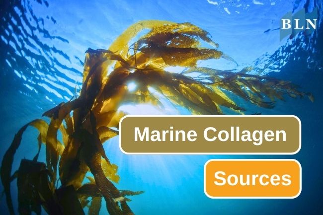 You Can Get Collagen From These 5 Sea Creatures